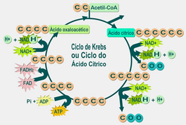 Resultado de imagem para ciclo de krebs quantidade de ATP produzida no eucariontes