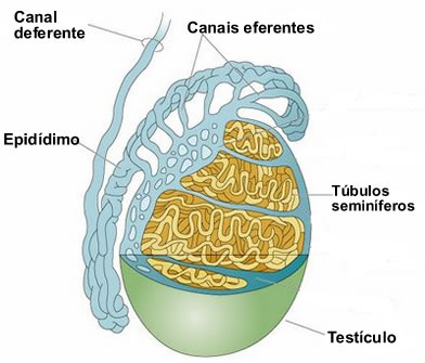 Figura ilustrando o interior dos testículos