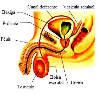 Estrutura do aparelho reprodutor masculino.