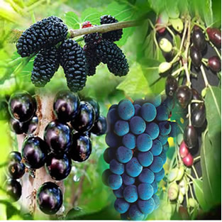 Amora, jabuticaba, jambolão e uva são frutas que podem ser usadas como indicadores ácido-base