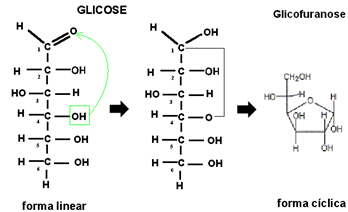 CiclizaÃ§Ã£o da glicose, com formaÃ§Ã£o da glicofuranose.